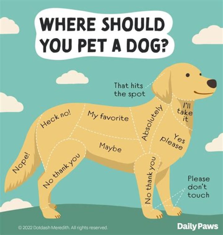 Do dogs get bezoars?