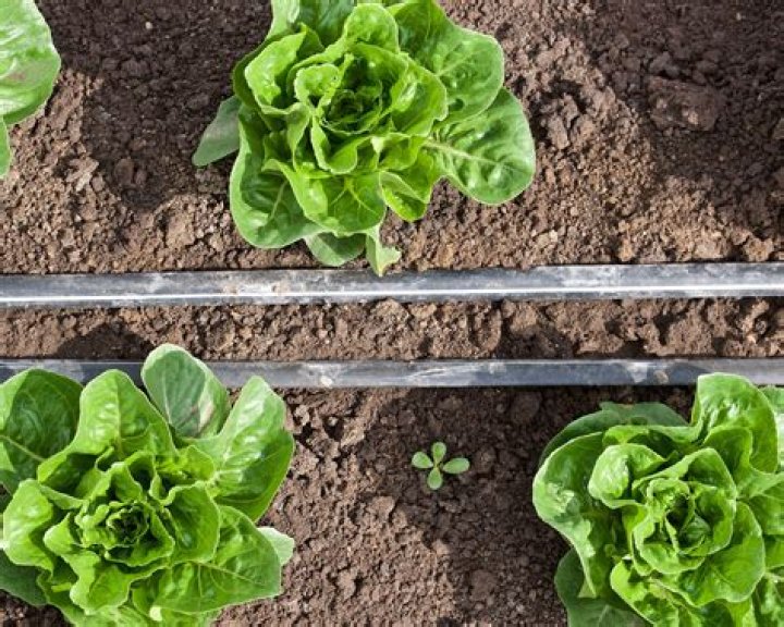 Do drip irrigation systems work?