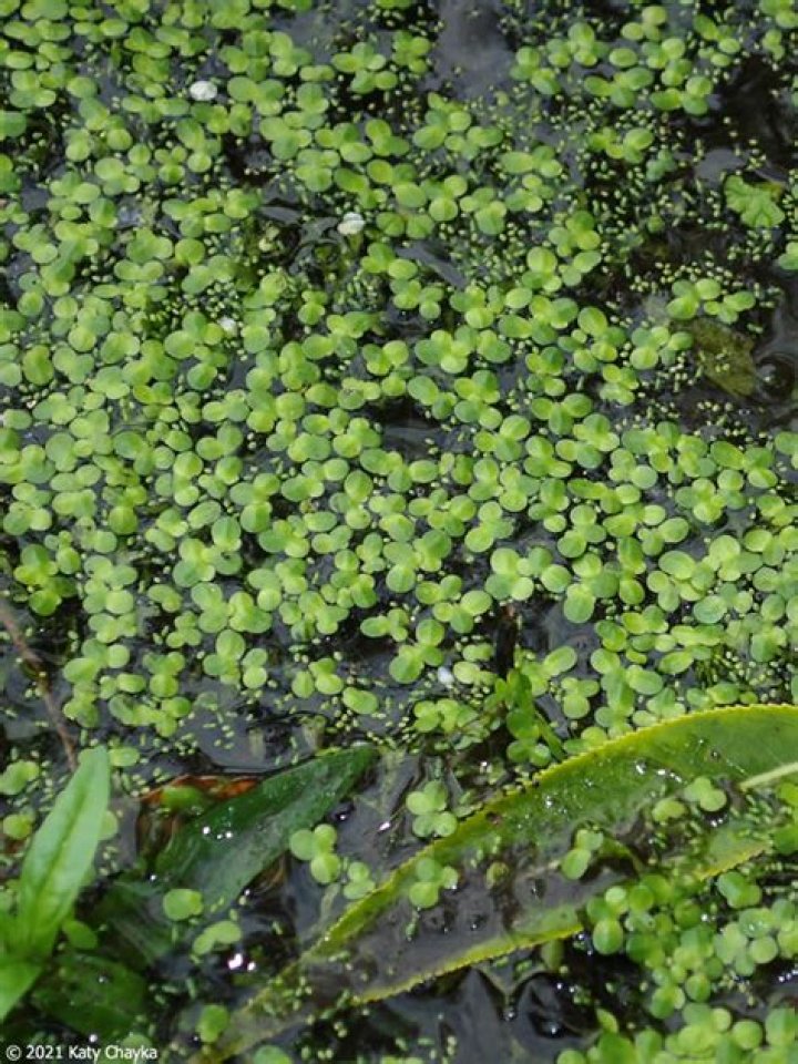 Do duckweed have flowers?