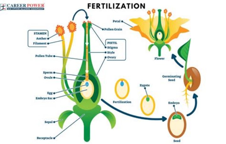 Do fertilization occur without pollination?