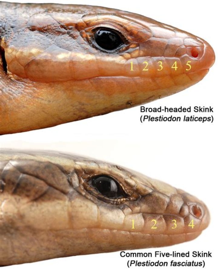 Do five lined skinks need uvb?