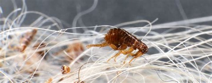 Do fleas eventually die off?