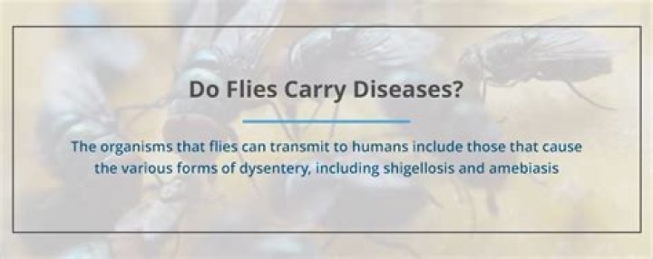Do flies carry diseases?