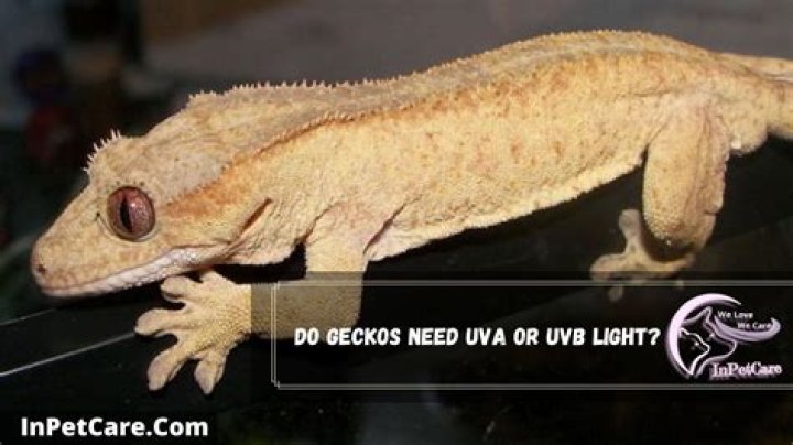 Do geckos need uvb light?