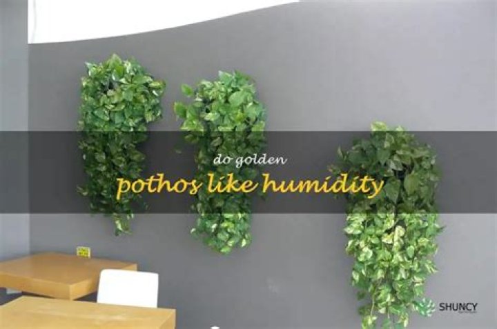 Do golden pothos like humidity?