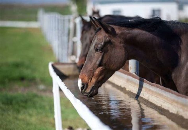 Do horses like water?