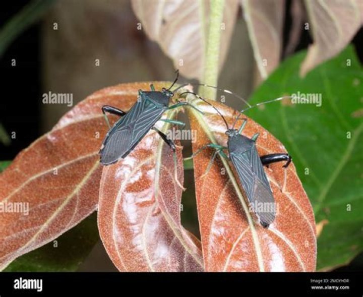 Do leaf footed bugs fly?