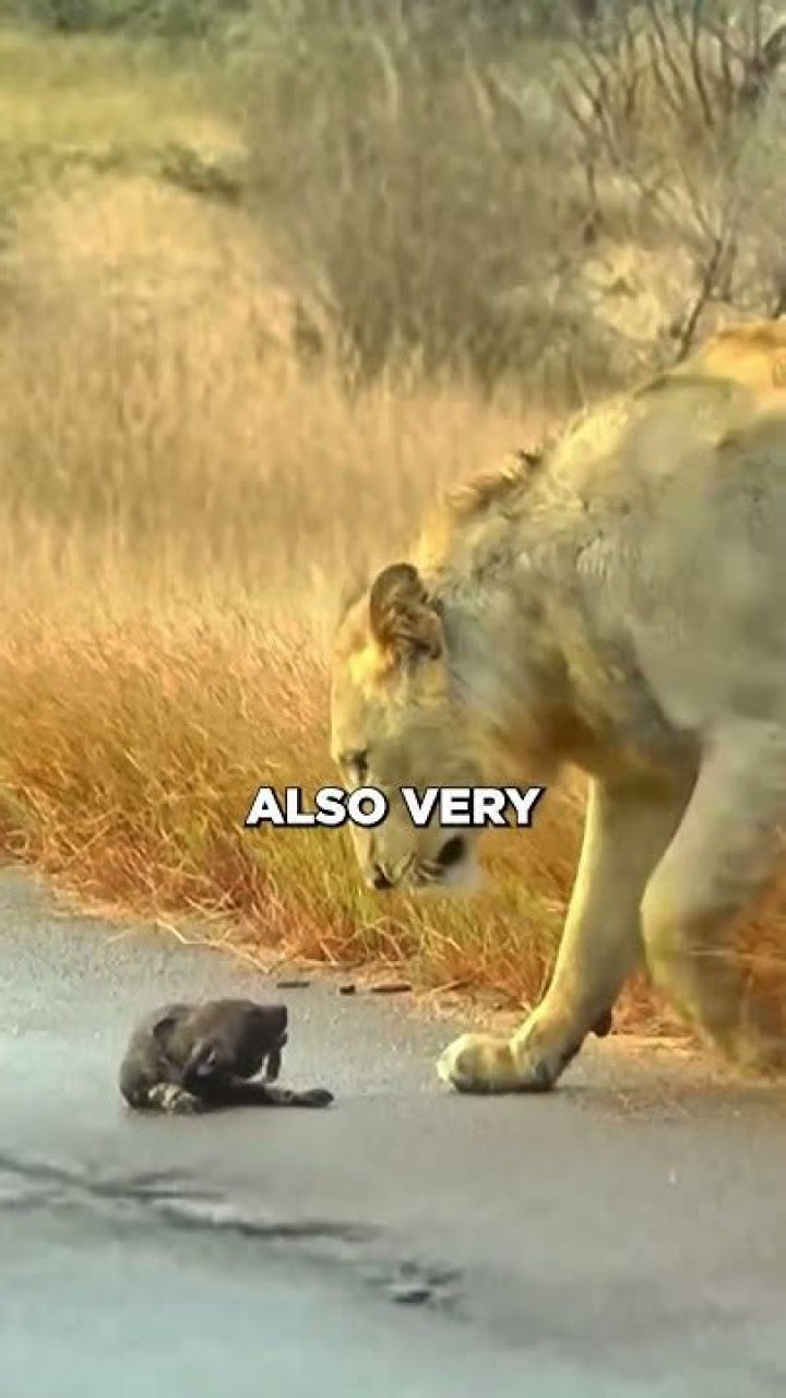 Do lions not eat hyenas?