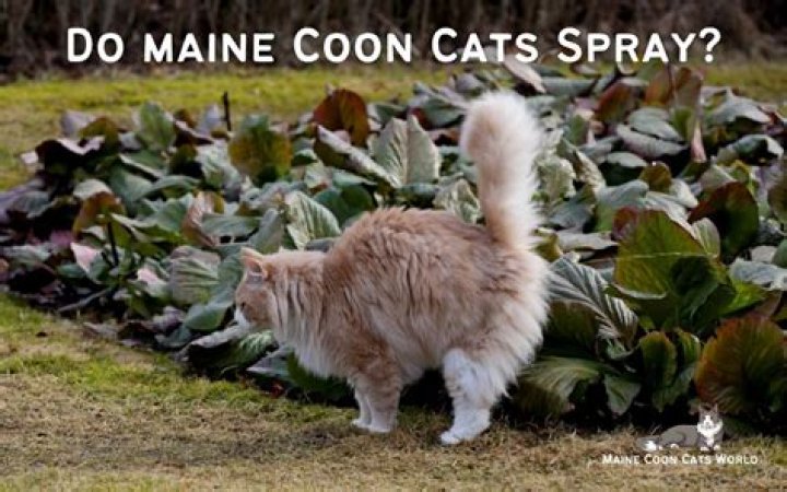 Do maine coon cats spray?