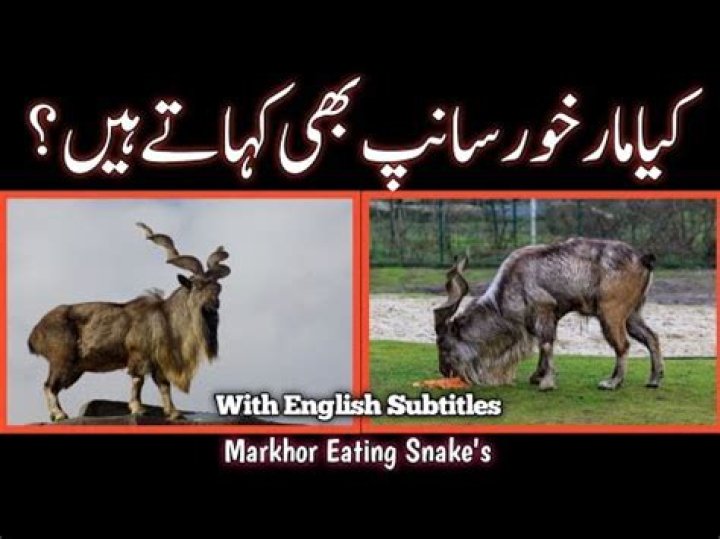 Do markhor eat snakes?