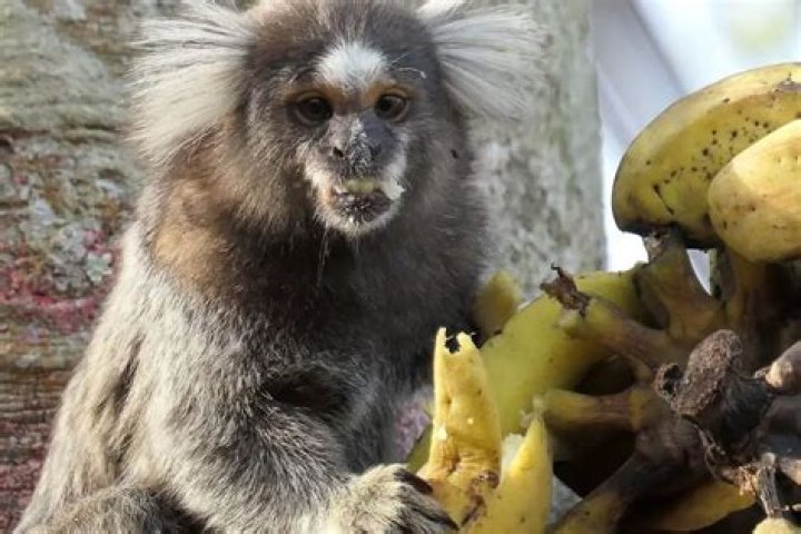 Do marmoset monkeys eat?
