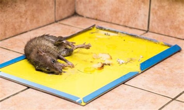 Do mice die on sticky traps?