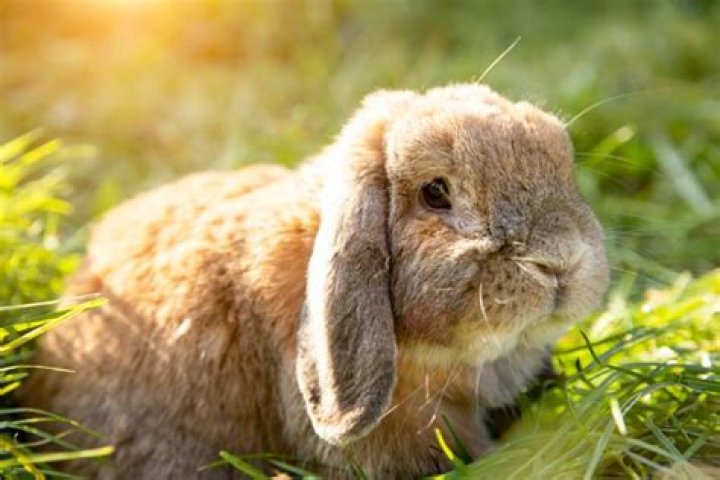 Do mini lop rabbits smell?