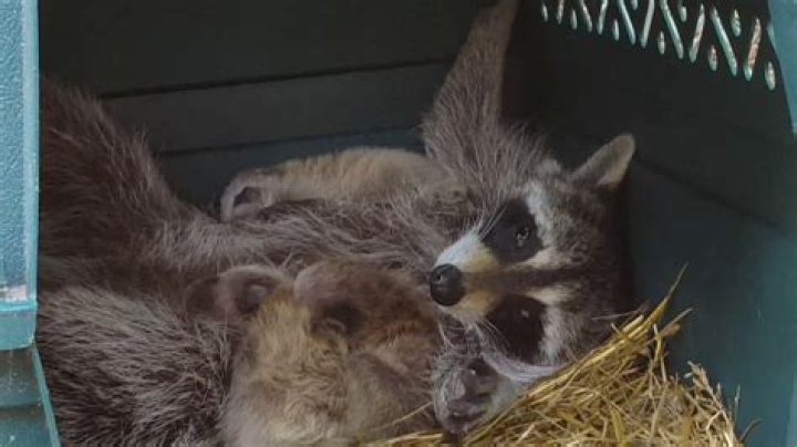 Do momma racoons leave their babies?