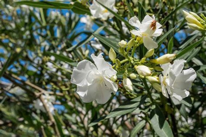 Do oleanders lose their leaves?
