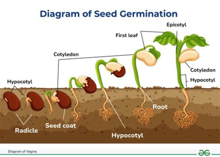 Do pelleted seeds take longer to germinate?