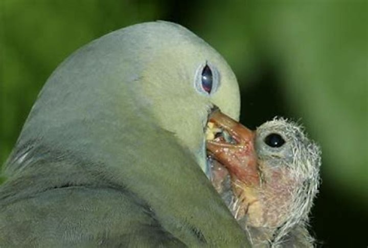 Do pigeons have breast milk?