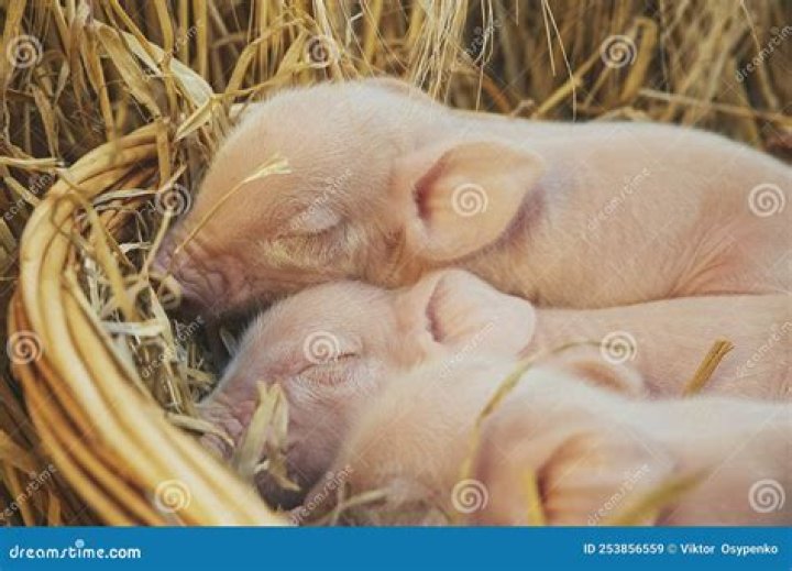 Do piglets sleep a lot?