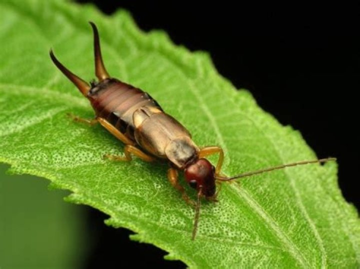 Do pincher bugs bite?