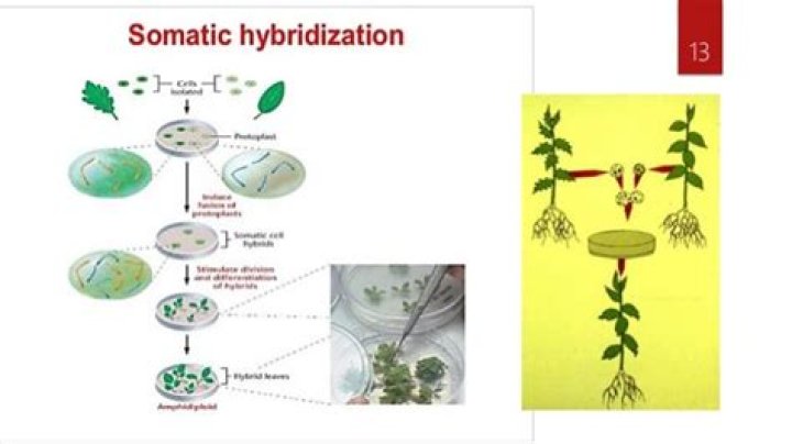 Do plants have somatic cells?