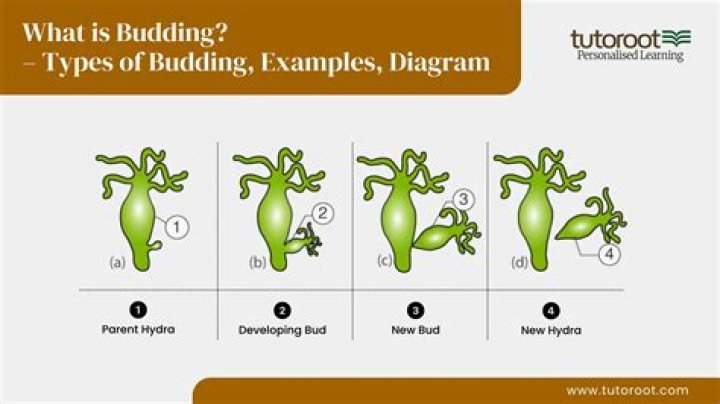 Do plants reproduce by budding?
