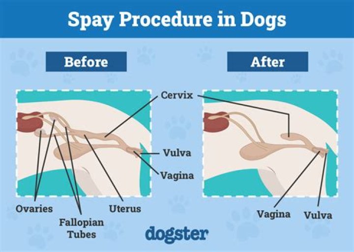 Do puppies settle down after spaying?