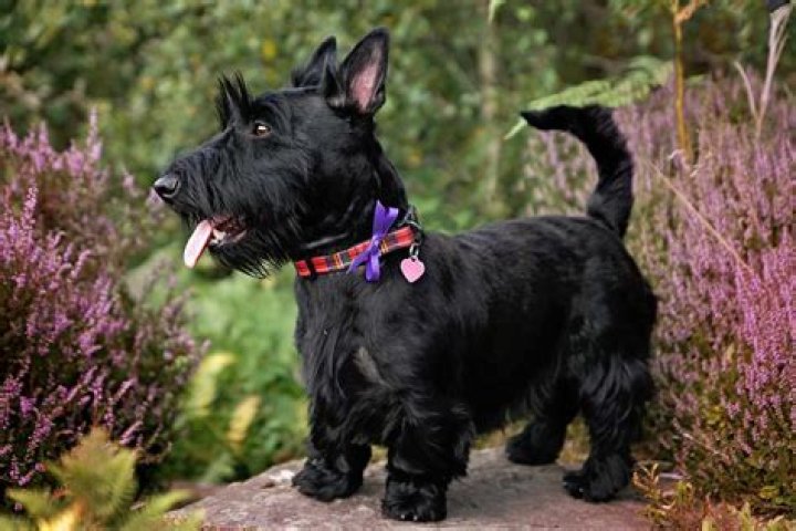 Do scotties like cats?