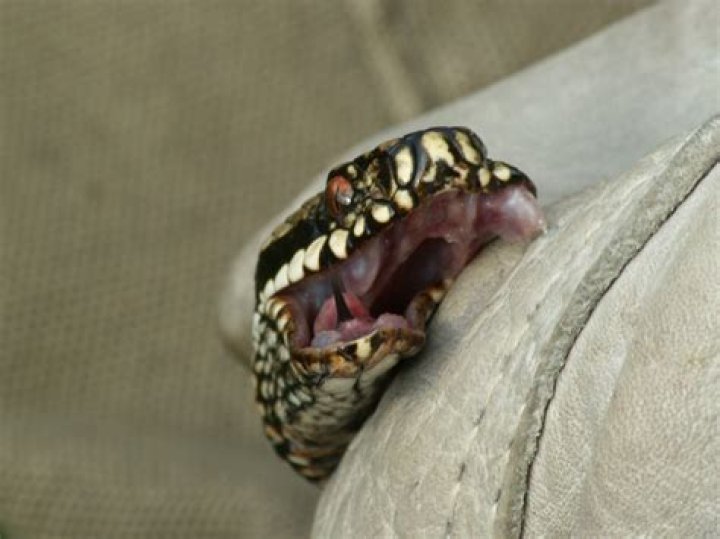 Do snakes have teeth?