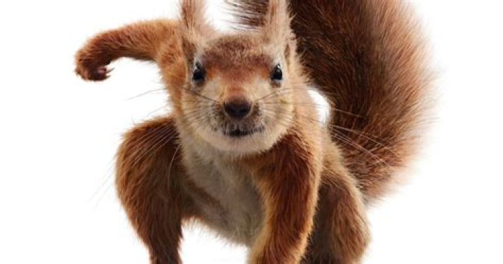Do squirrels land like superheroes?