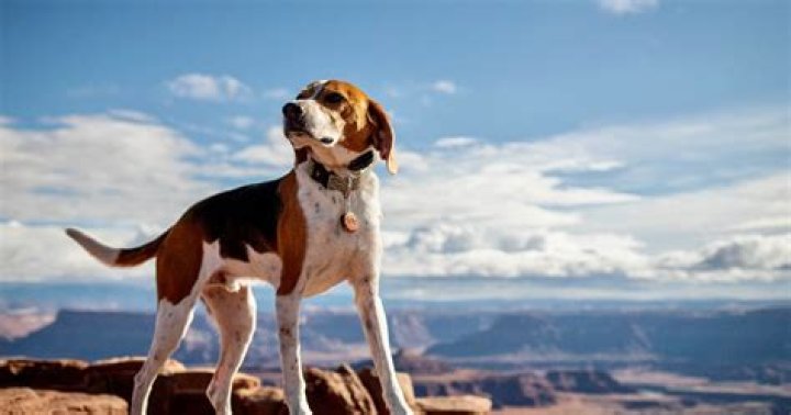Do state parks allow dogs?