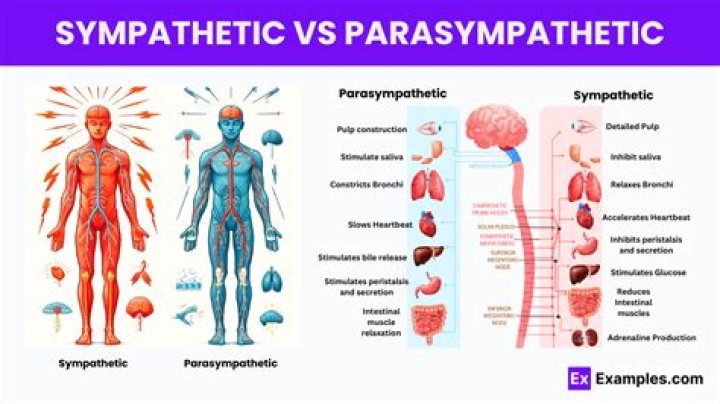 Do sympathetic and parasympathetic work together?