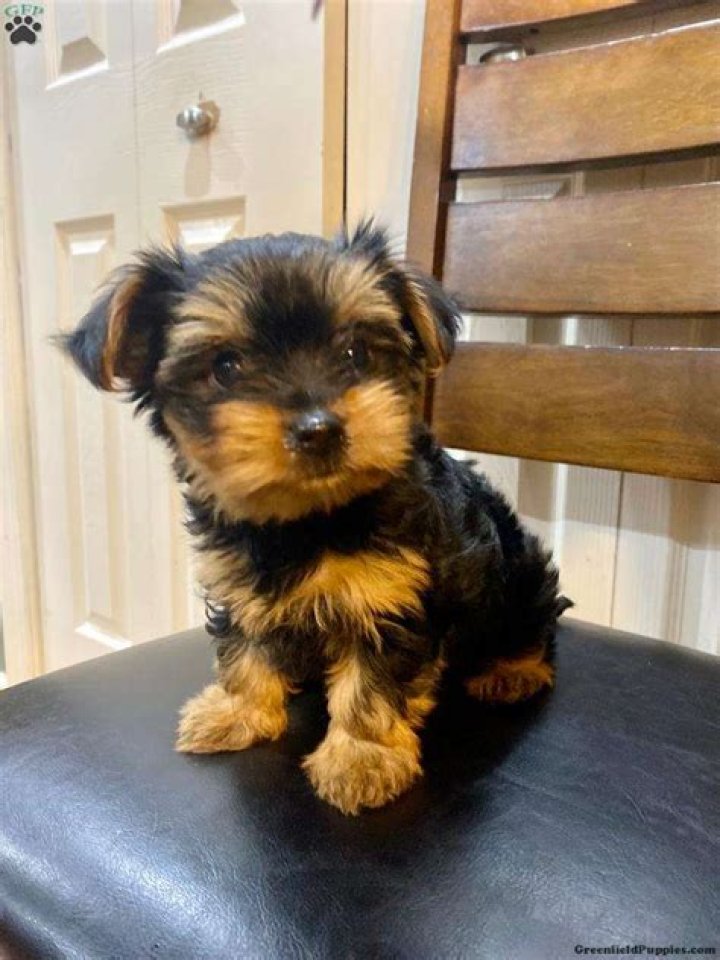 Do terrier puppies shed?