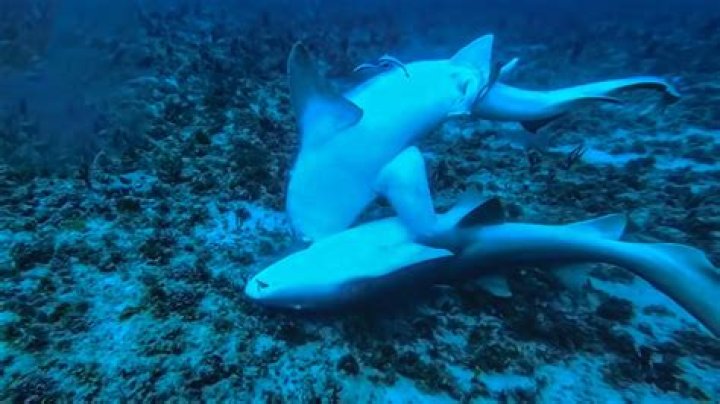 Do thresher sharks lay eggs?