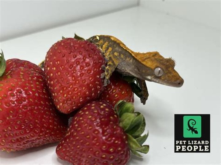 Do tokay geckos eat fruit?