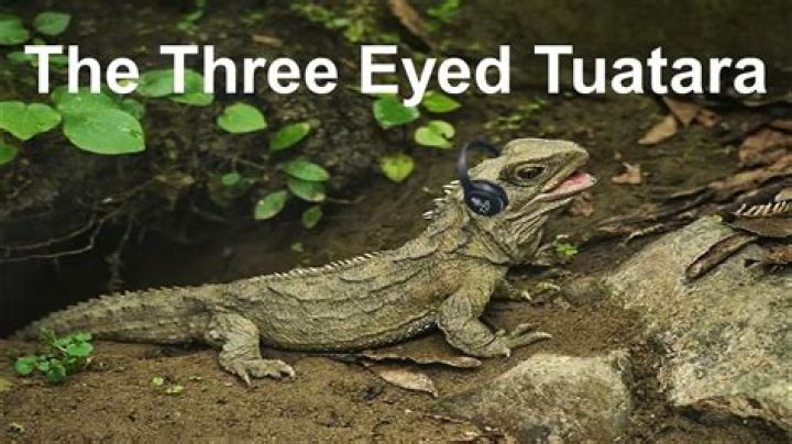 Do tuataras have three eyes?