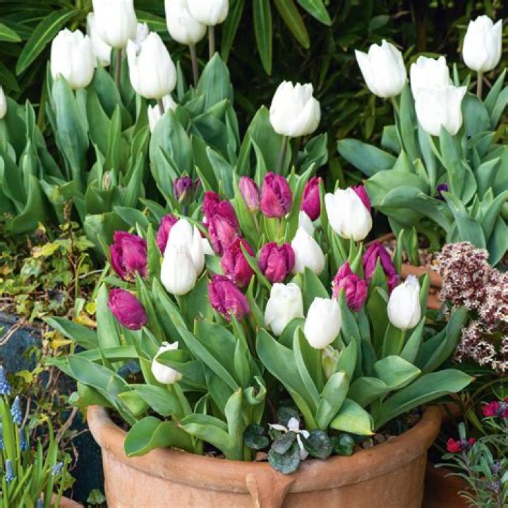 Do tulips revert to yellow?