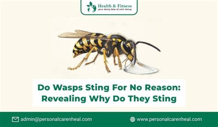 Do wasp sting for no reason?