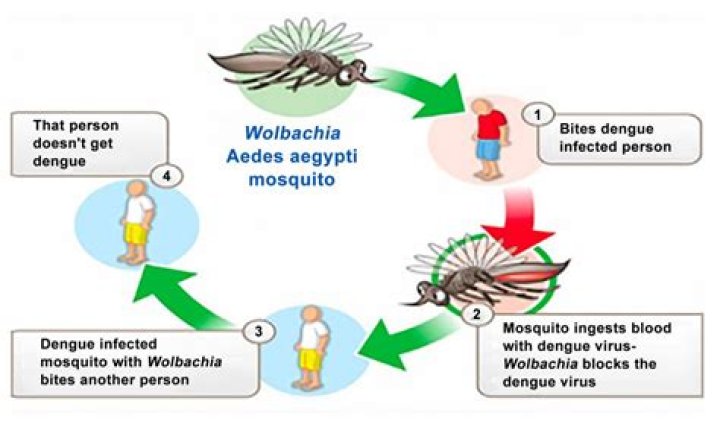 Do wolbachia mosquitoes bite?