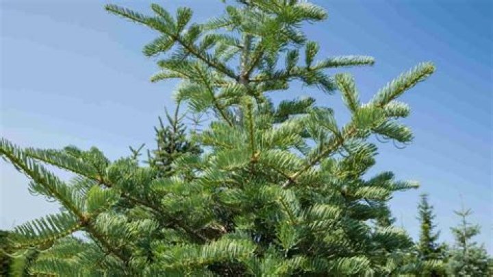 Does a fir tree flower?