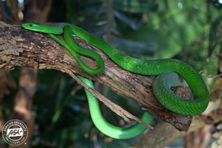 Does a green mamba have a black mouth?