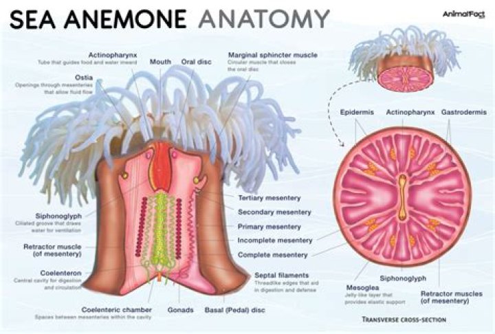 Does a sea anemone locomotion?