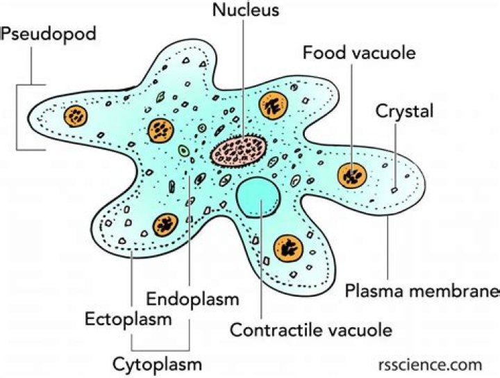 Does amoeba have pellicle?