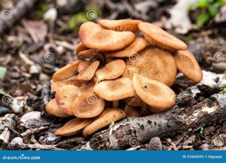 Does armillaria tabescens edible?