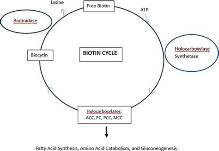 Does biotin make mallenders worse?