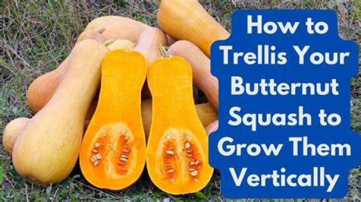 Does butternut squash need a trellis?