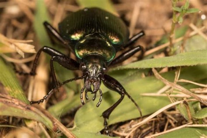 Does darkling beetle fly?