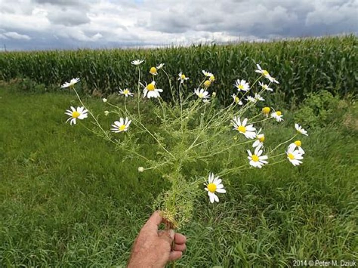 Does dog fennel flower?