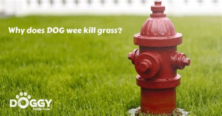 Does dog wee kill grass?