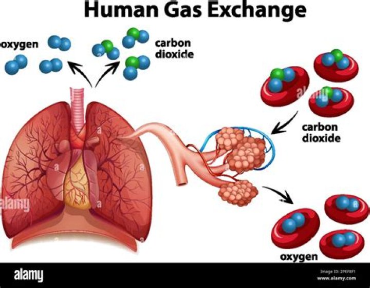 Does gas exchange occur in the trachea?