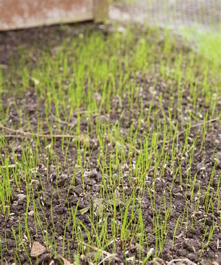 Does grass seed need to be raked in?